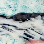 Snowsea